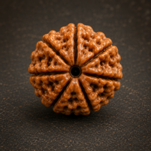 7 Mukhi Rudraksh